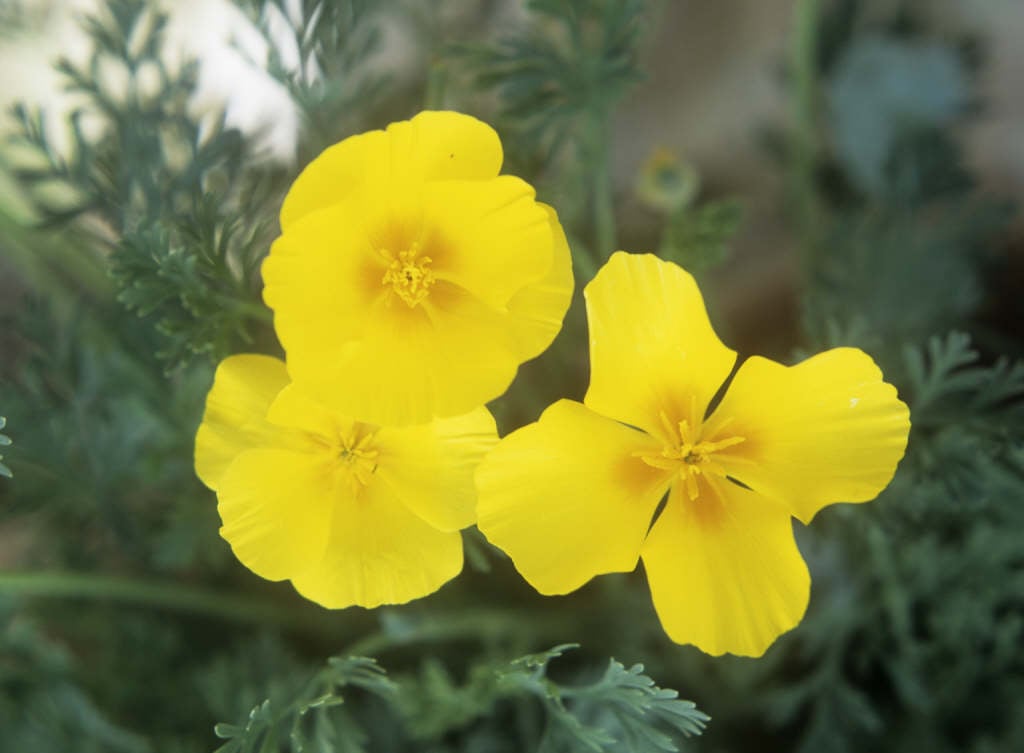 California poppy