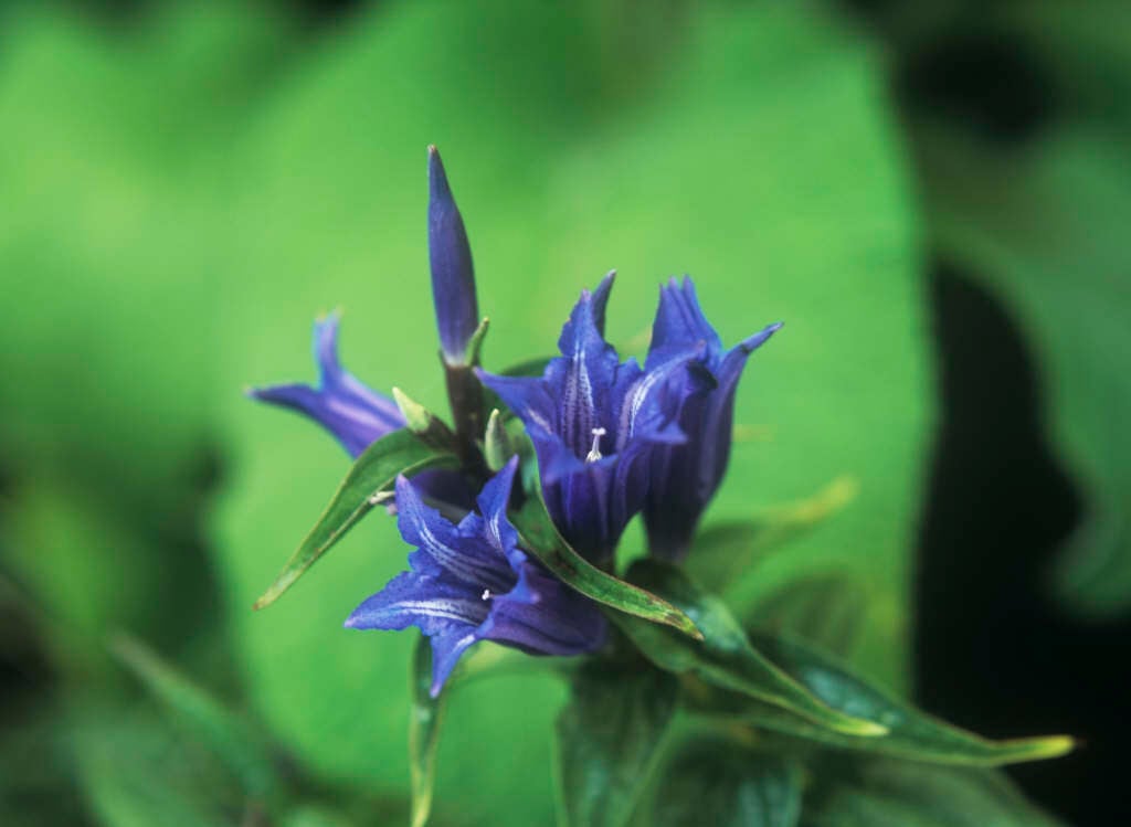 willow gentian