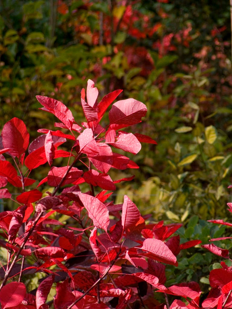 smoke tree 'Grace'