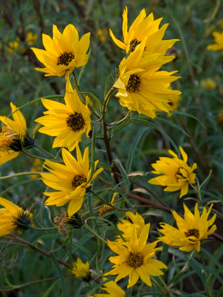willow-leaved sunflower