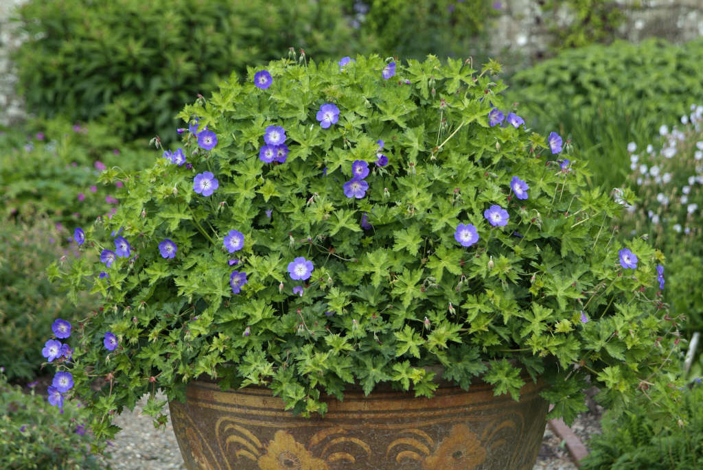 cranesbill [Rozanne]