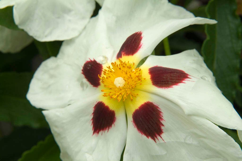 spotted white rock rose