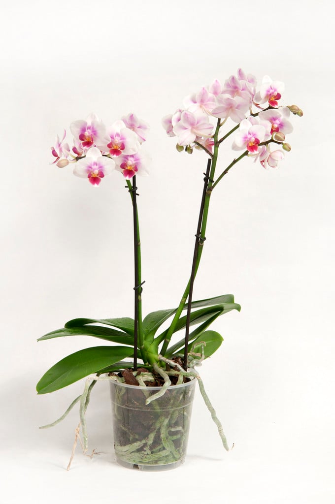 moth orchid Brother Pico Sweetheart gx