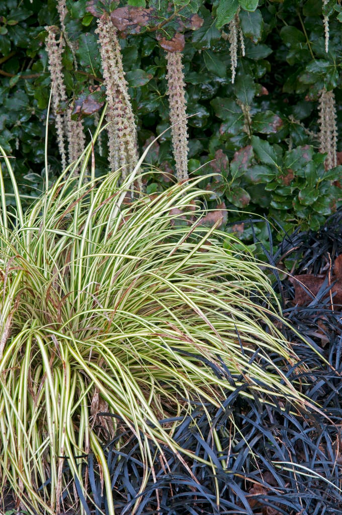 Japanese sedge 'Evergold'