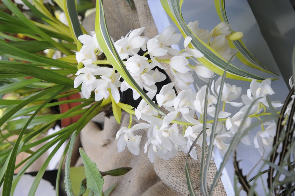 boat orchid 'Ice Cascade'