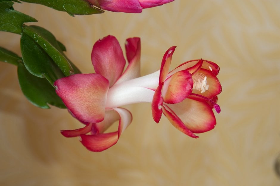 common winter cactus