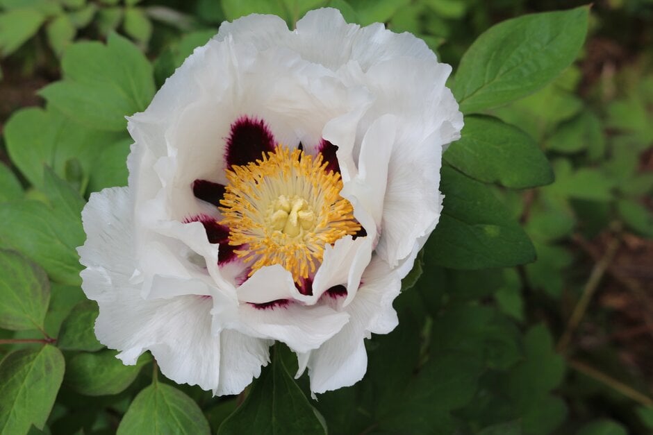 Rock's tree peony