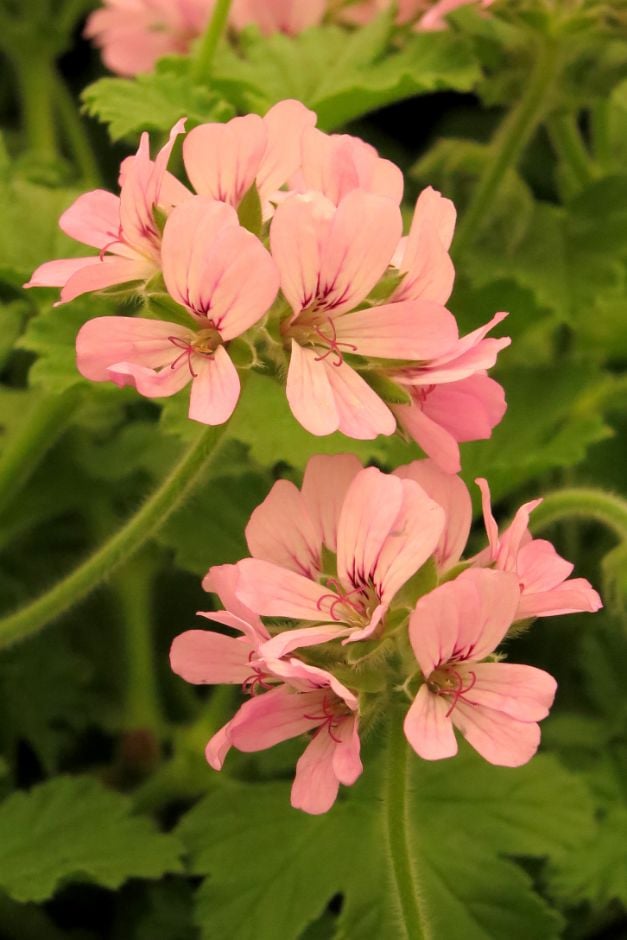 geranium 'Attar of Roses'