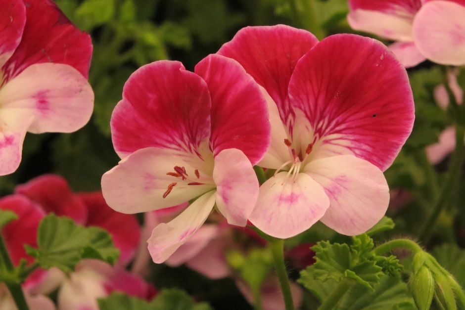 geranium 'Captain Starlight'