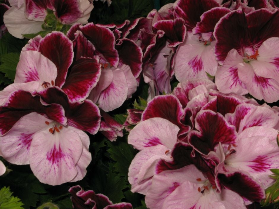 geranium 'Tornado'