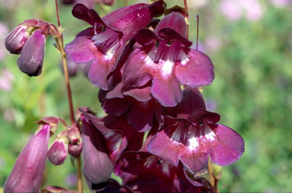 penstemon 'Raven'