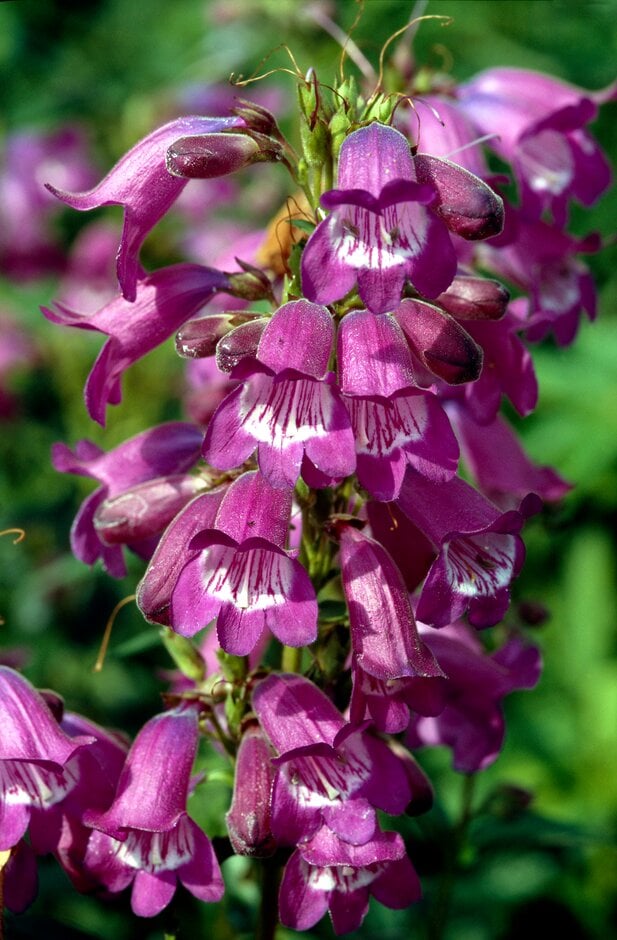 penstemon 'Sour Grapes'