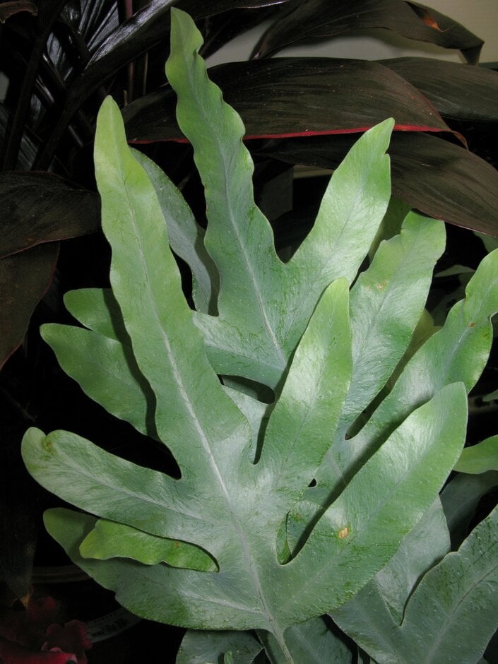 golden polypody 'Blue Star'