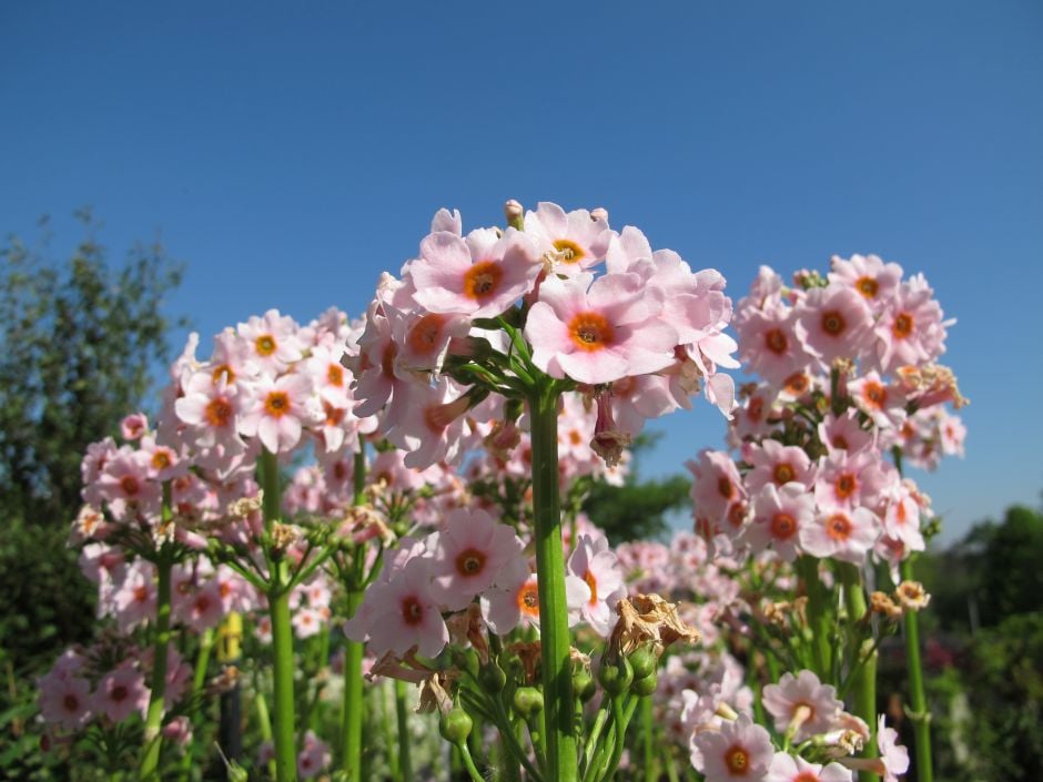 Japanese primrose 'Apple Blossom'