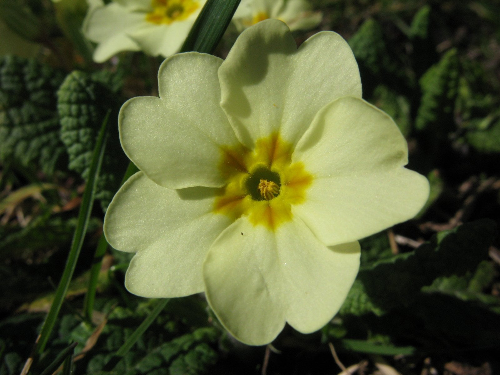 common primrose