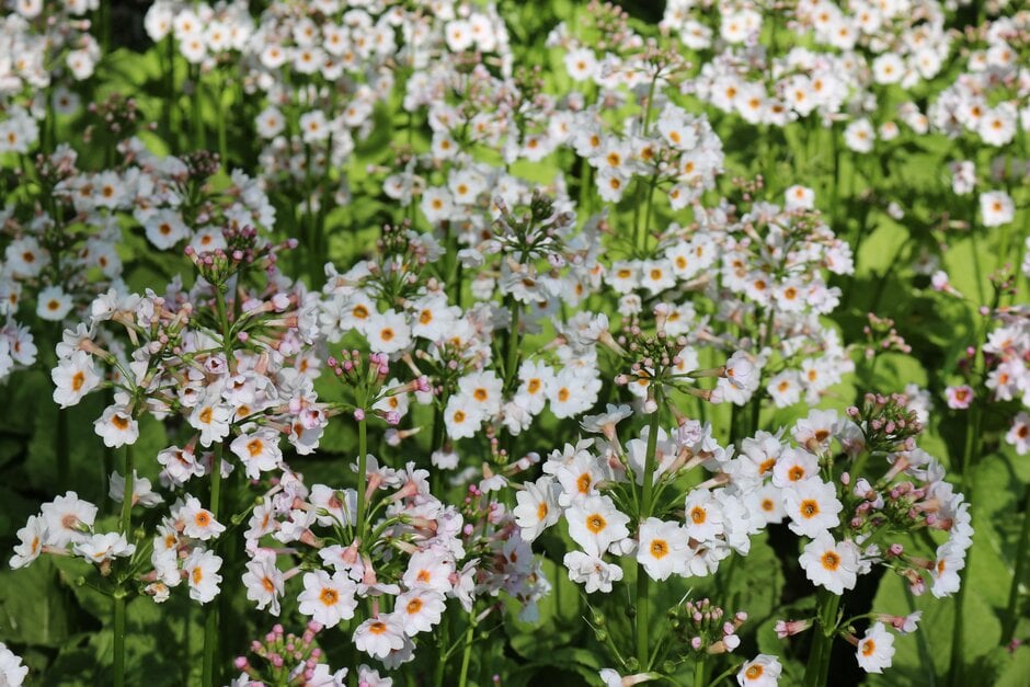 Japanese primrose 'Postford White'
