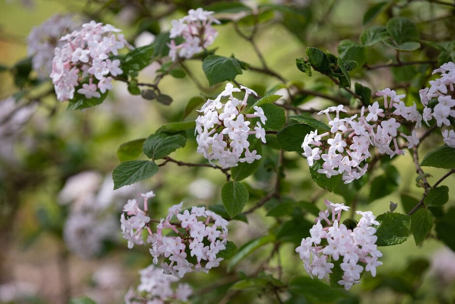 Judd viburnum