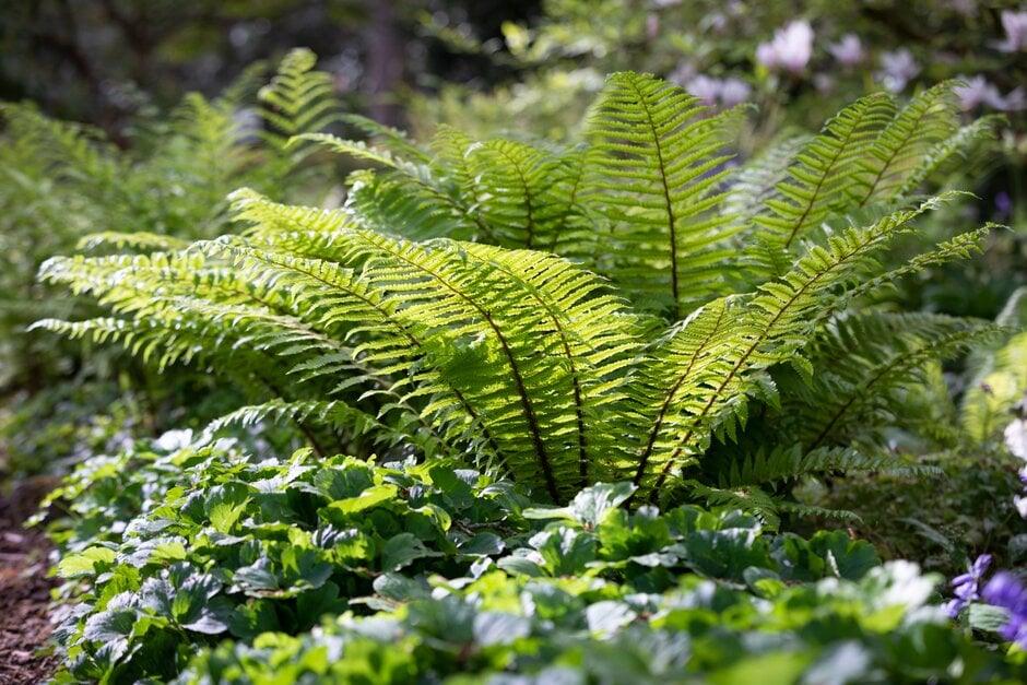 thick-stemmed wood fern