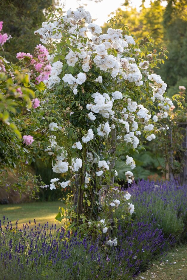 rose 'Climbing Iceberg'