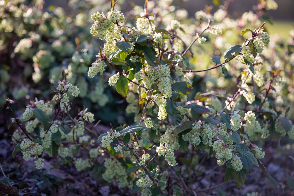 laurel-leaved currant