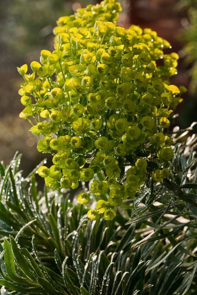 Mediterranean spurge