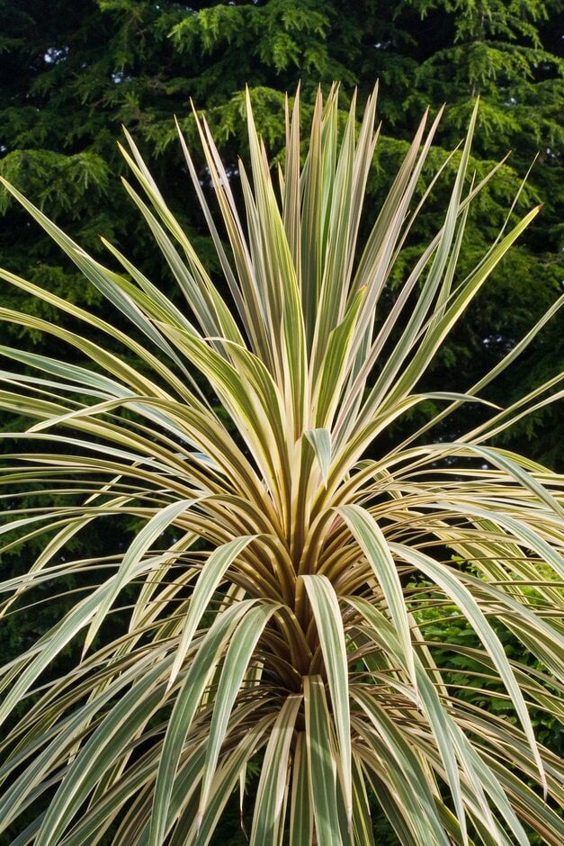 cabbage palm 'Torbay Dazzler'