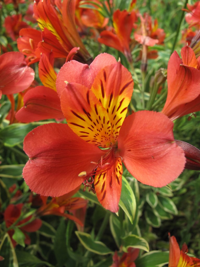 Peruvian lily 'Spitfire'
