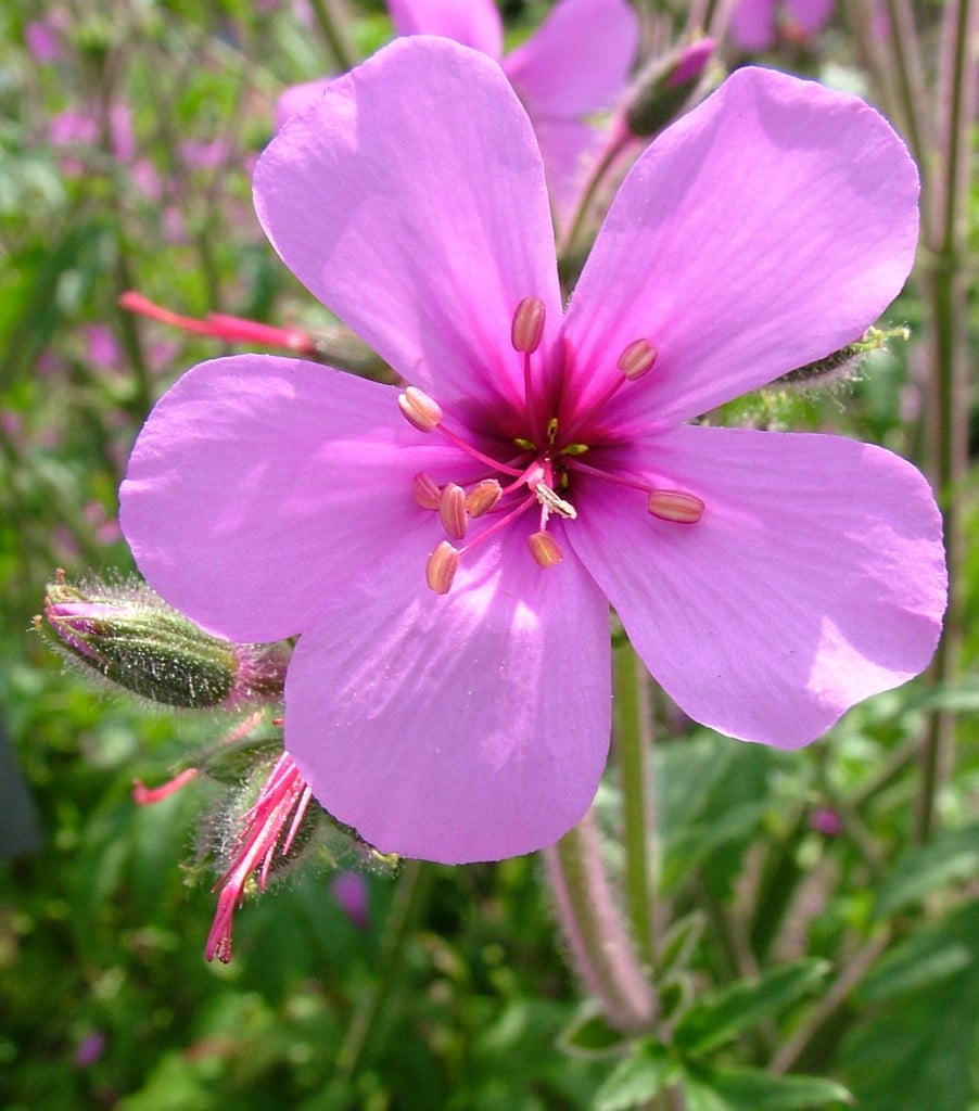 Canary Island geranium