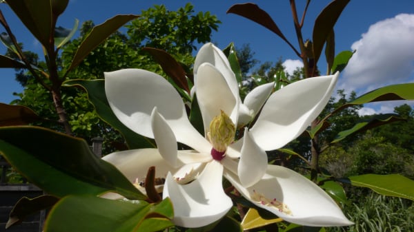 evergreen magnolia 'Kay Parris'