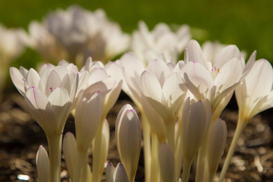 Byzantine meadow saffron 'Innocence'