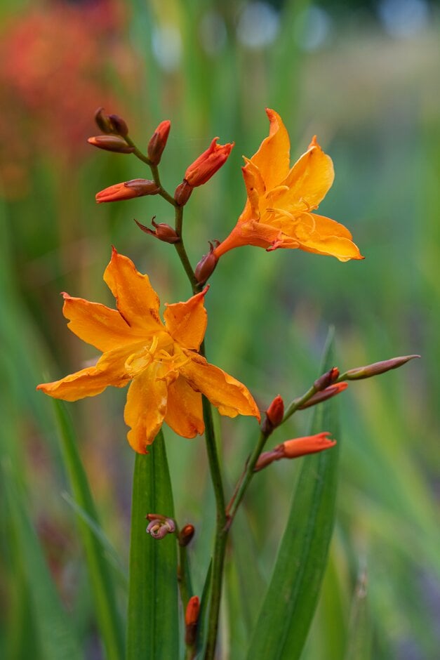montbretia 'Star of the East'