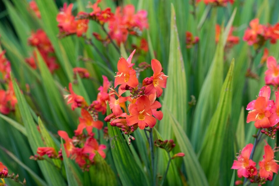 montbretia 'Limpopo'
