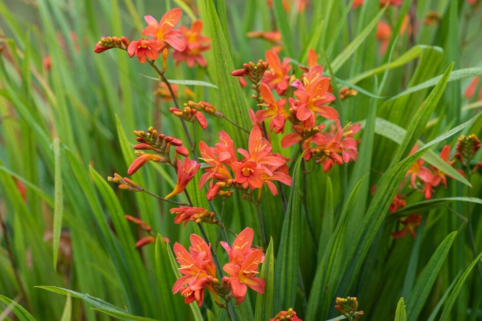 montbretia 'Severn Sunrise'