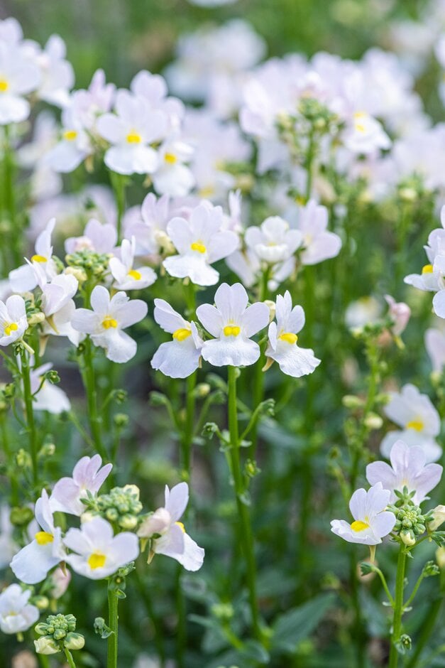 nemesia 'Wisley Vanilla'