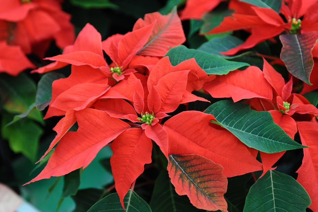 poinsettia