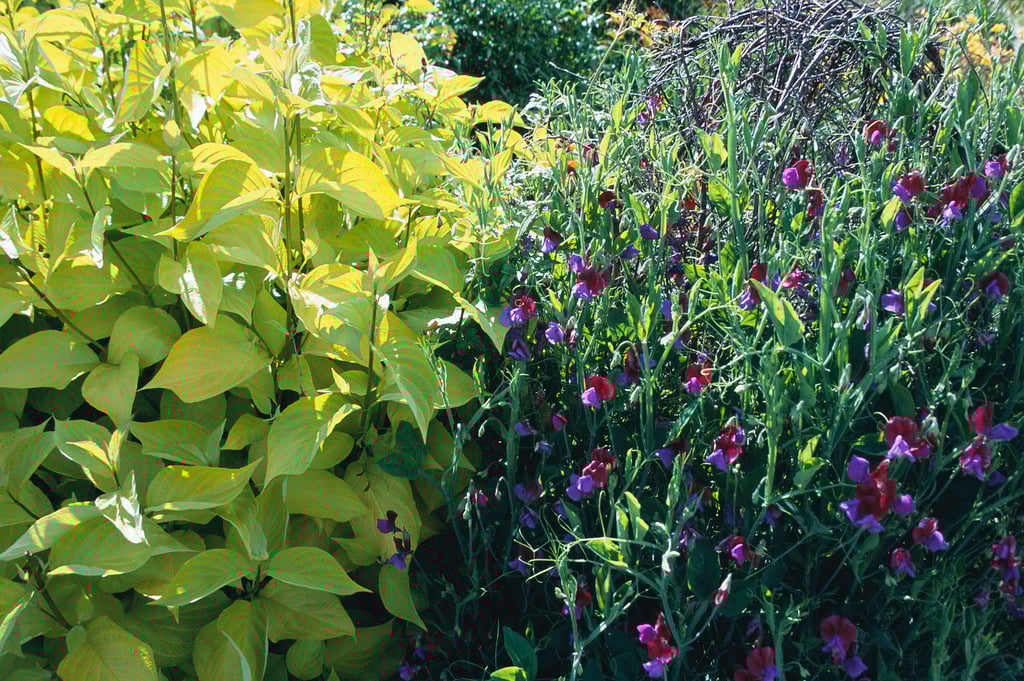 sweet pea 'Matucana'