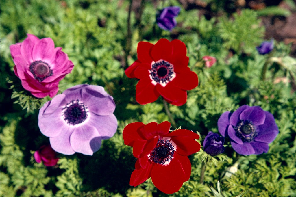 garden anemone De Caen Group