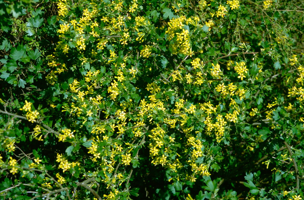 buffalo currant
