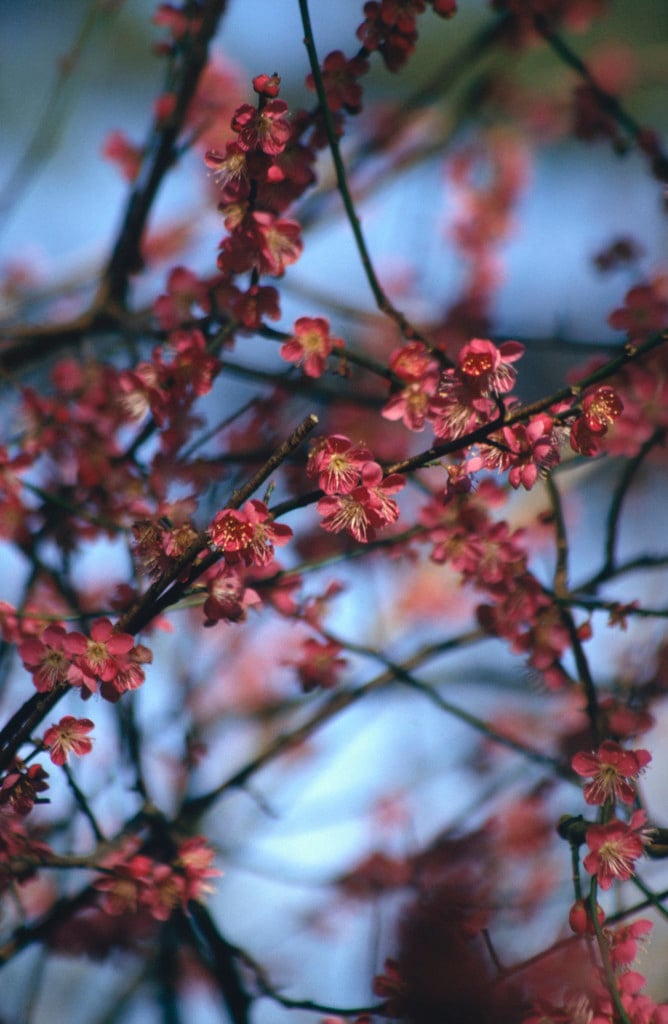 Japanese apricot 'Beni-chidori'