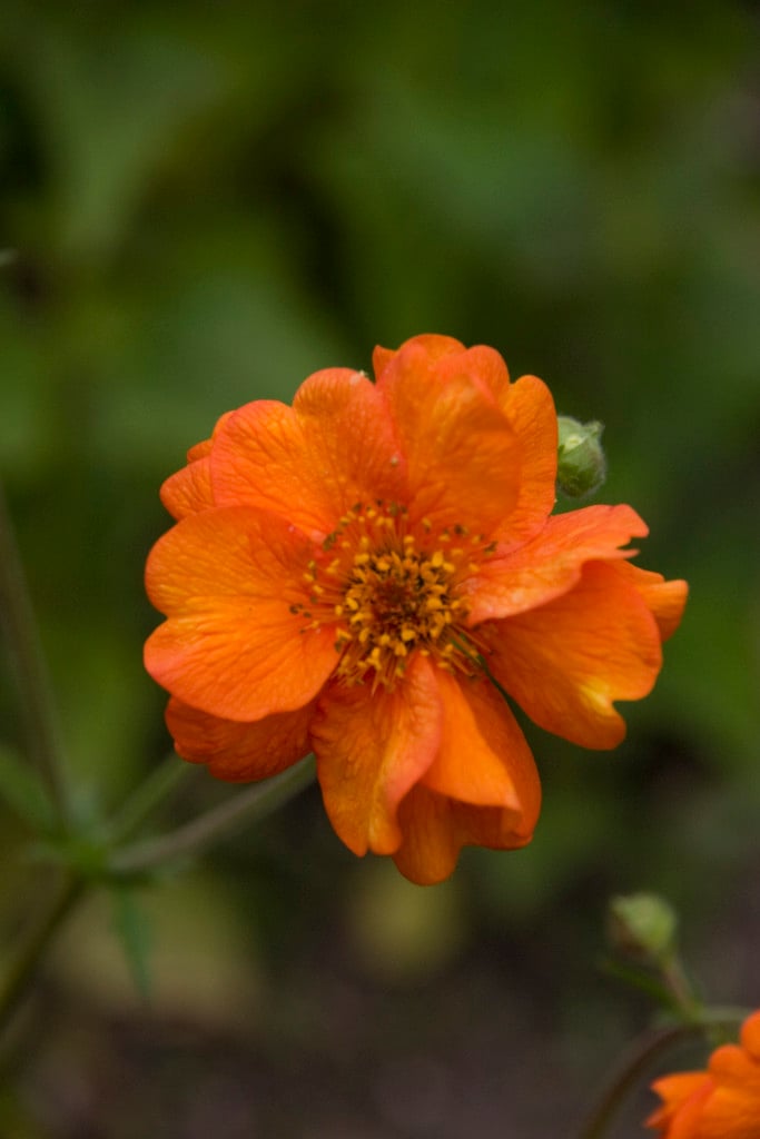 avens 'Prinses Juliana'