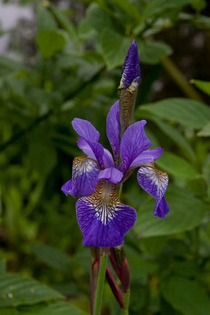 Siberian iris 'Tropic Night'
