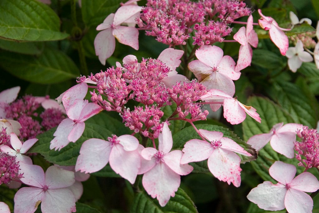 hydrangea 'Grayswood'