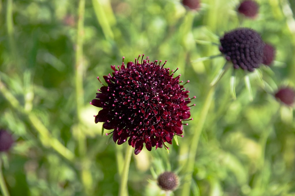 sweet scabious 'Chile Black'