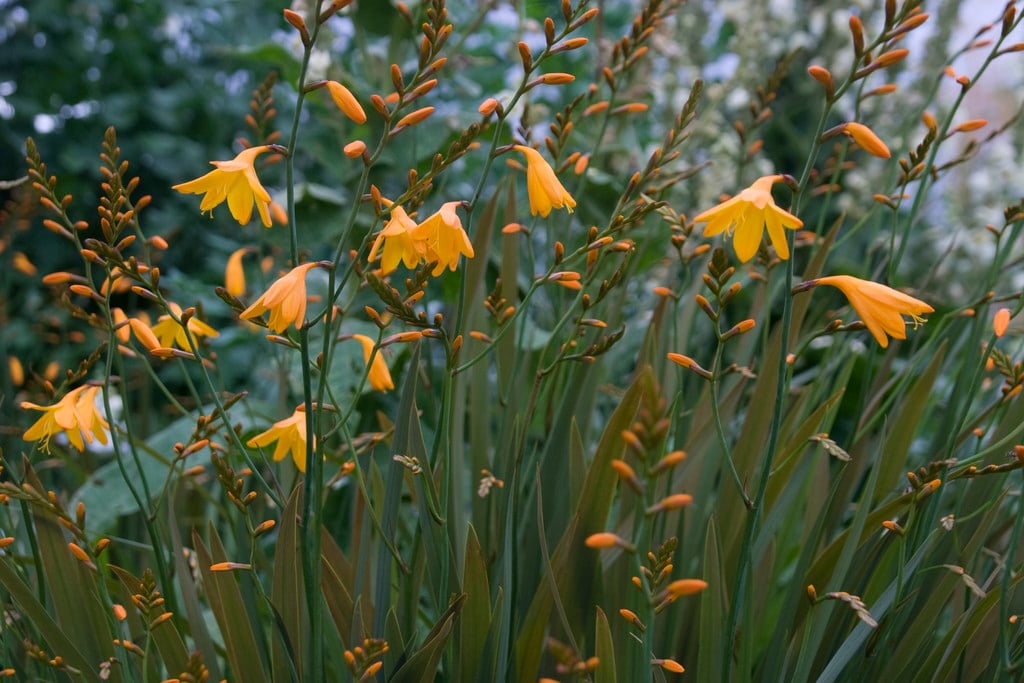 montbretia 'Coleton Fishacre'