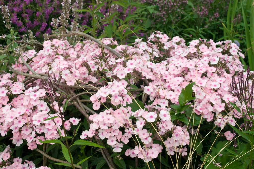perennial phlox 'Rosa Pastell'