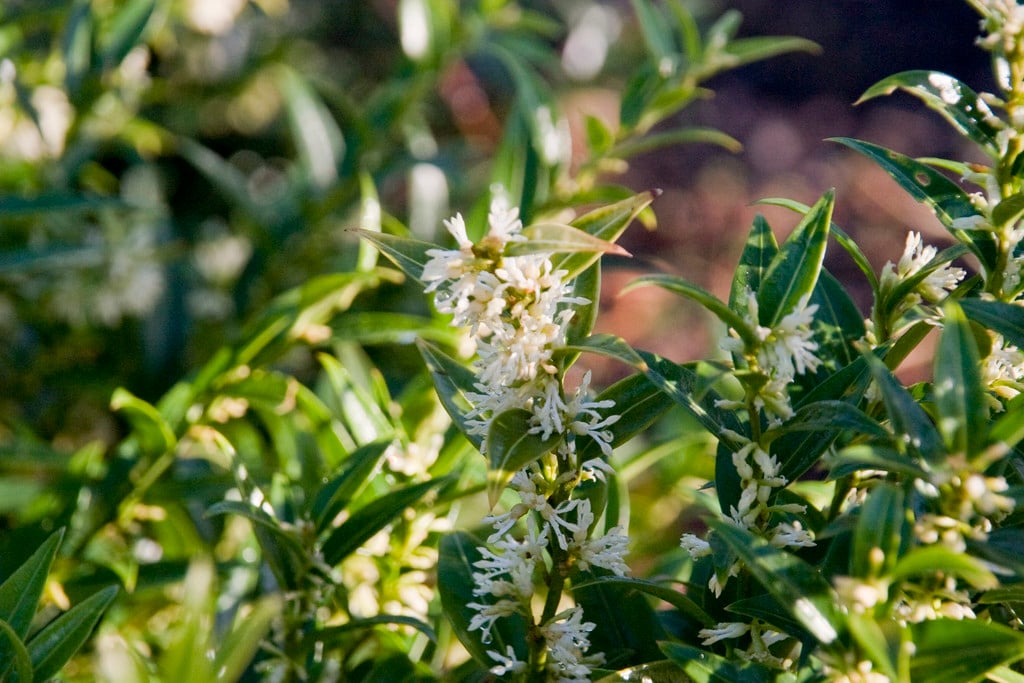 Chinese fragrant sweet box 'Dragon Gate'