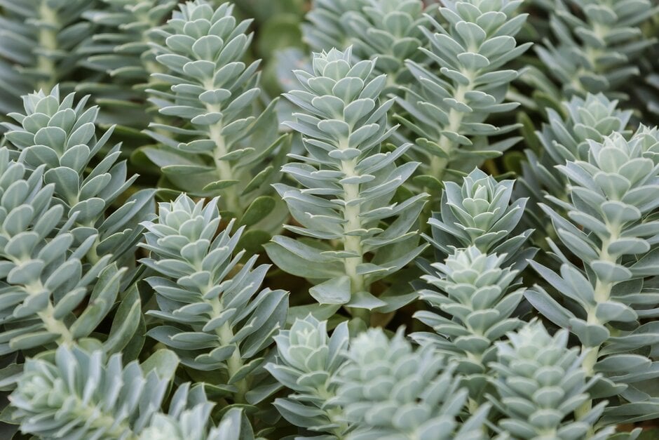 broad-leaved glaucous spurge
