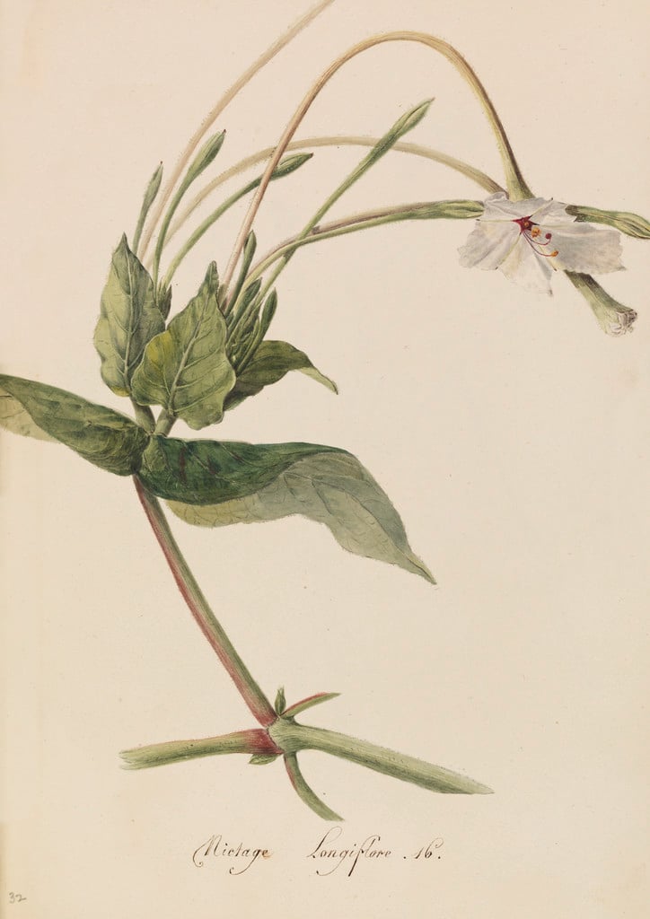 long-flowered tobacco plant