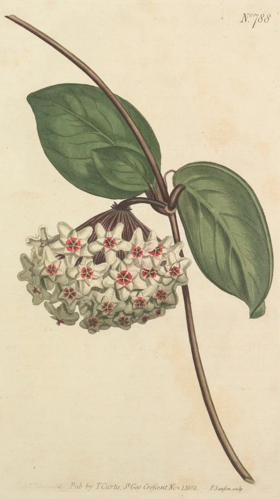 wax plant
