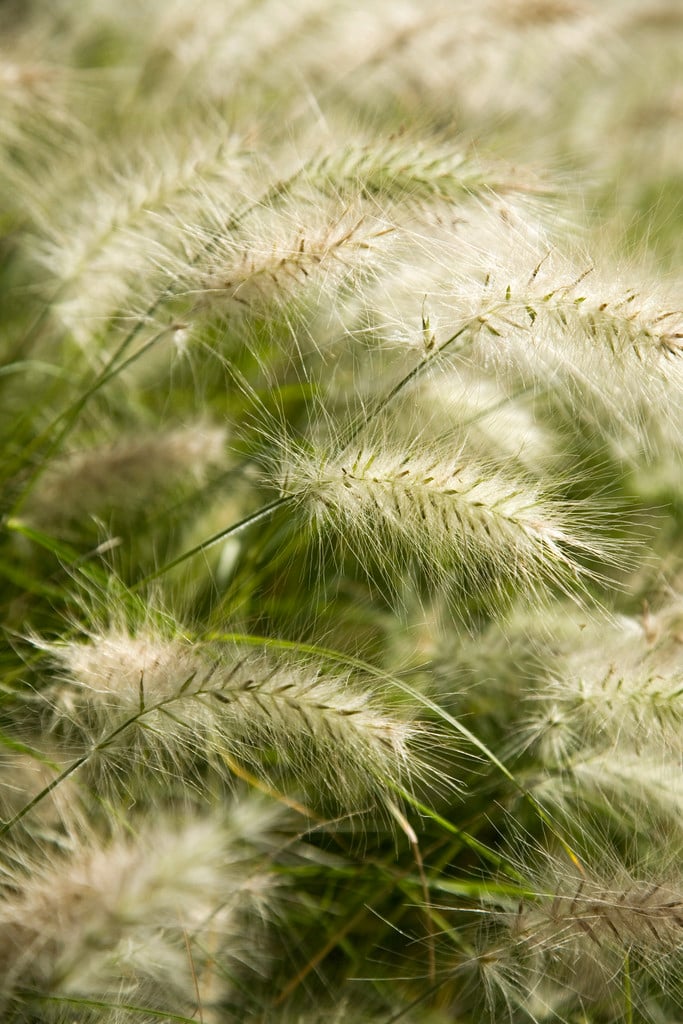 feathertop